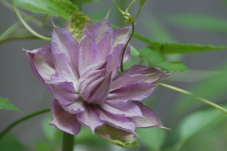 �쑽�����̓c�ɕ�炵