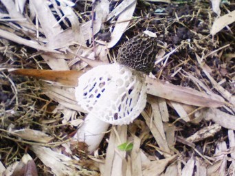 �쑽�����̓c�ɕ�炵