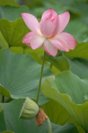 �쑽�����̓c�ɕ�炵