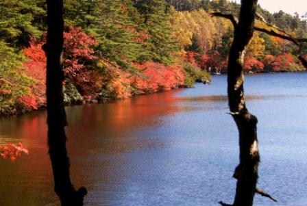 �쑽�����̓c�ɕ�炵