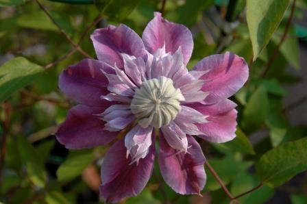 �쑽�����̓c�ɕ�炵