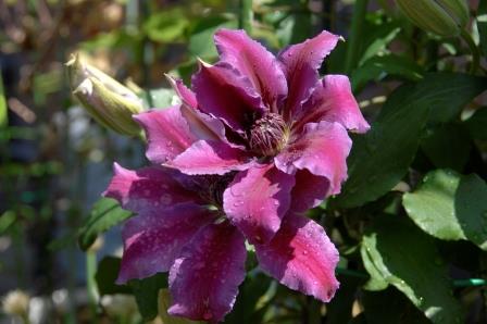 �쑽�����̓c�ɕ�炵