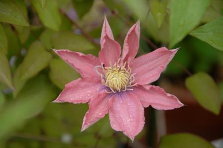 �쑽�����̓c�ɕ�炵