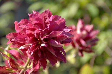 �쑽�����̓c�ɕ�炵