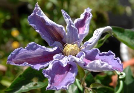 �쑽�����̓c�ɕ�炵