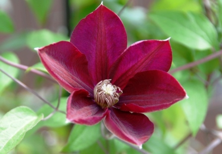 �쑽�����̓c�ɕ�炵