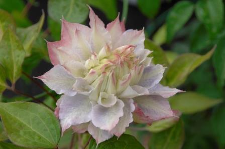 �쑽�����̓c�ɕ�炵