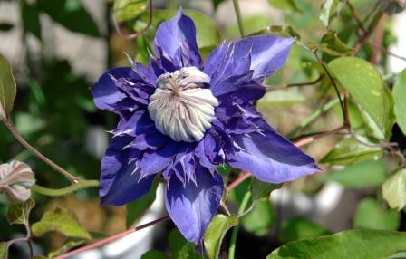 �쑽�����̓c�ɕ�炵