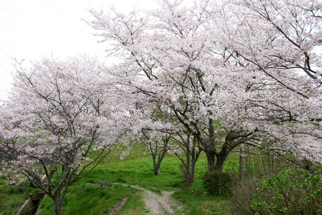 ���{�t�@�~���[�̏o����