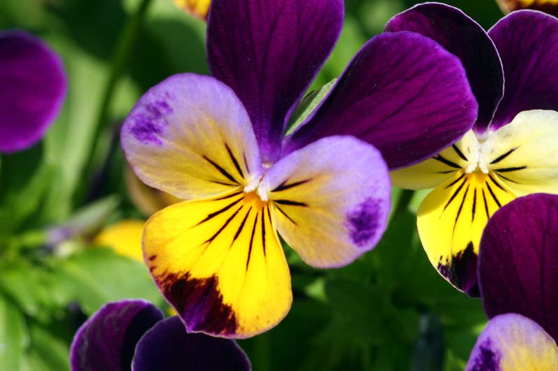 ���{�t�@�~���[�̏o����