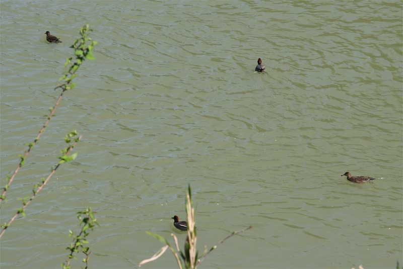 ���{�t�@�~���[�̏o����