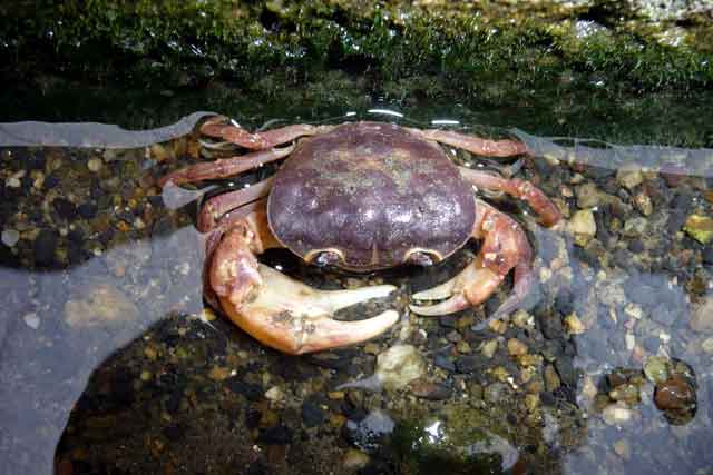 ���{�t�@�~���[�̏o����