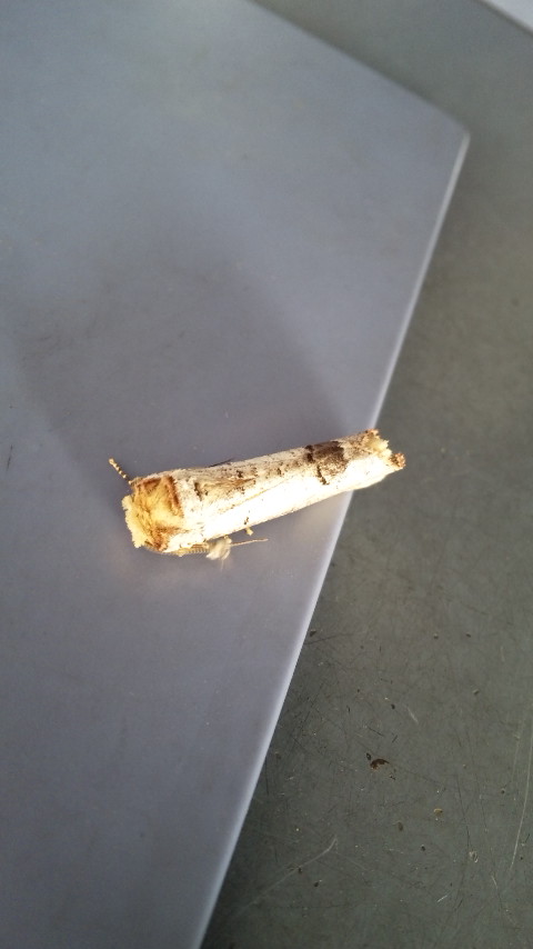 ������blog