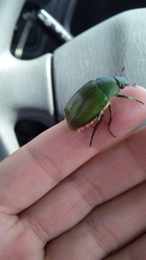 ������blog