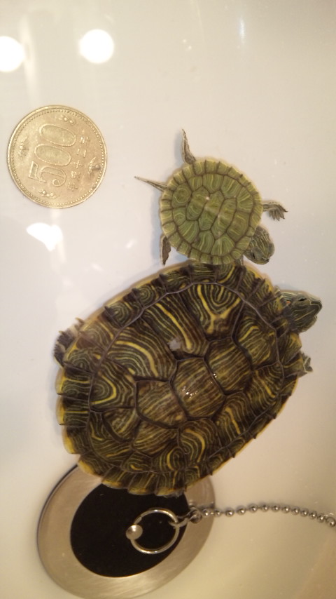 ������blog