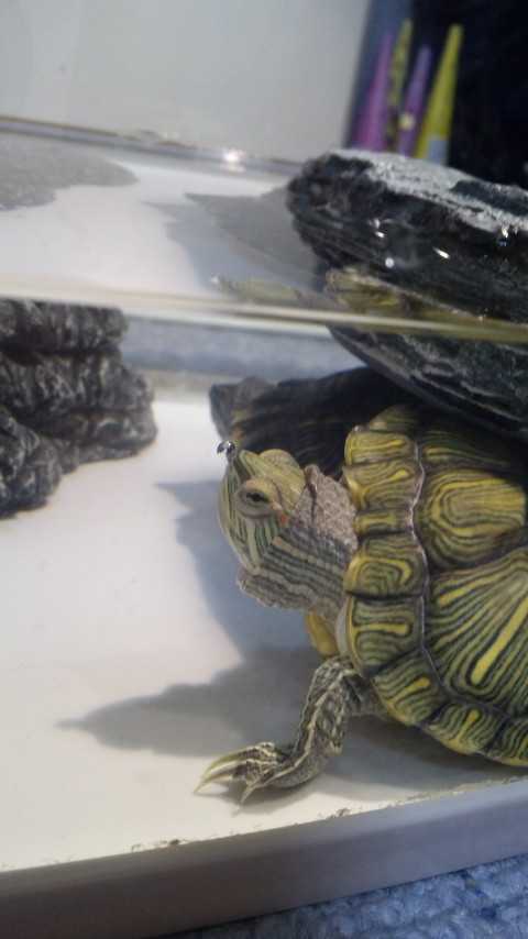 ������blog