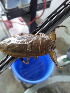 ������blog