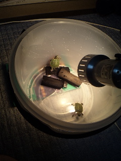 ������blog