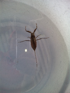 ������blog