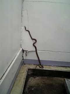 ������blog