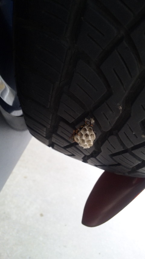 ������blog