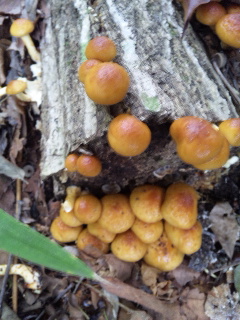 ������blog