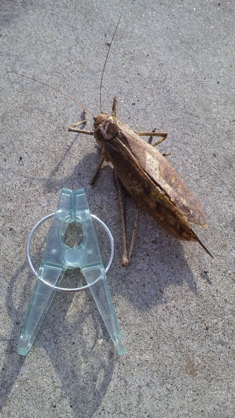 ������blog