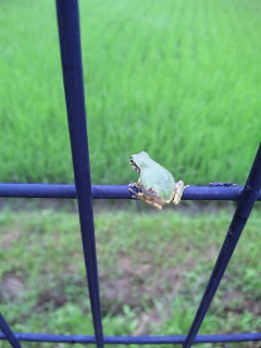 ������blog