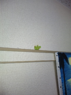 ������blog