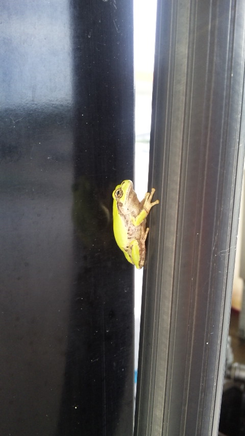 ������blog