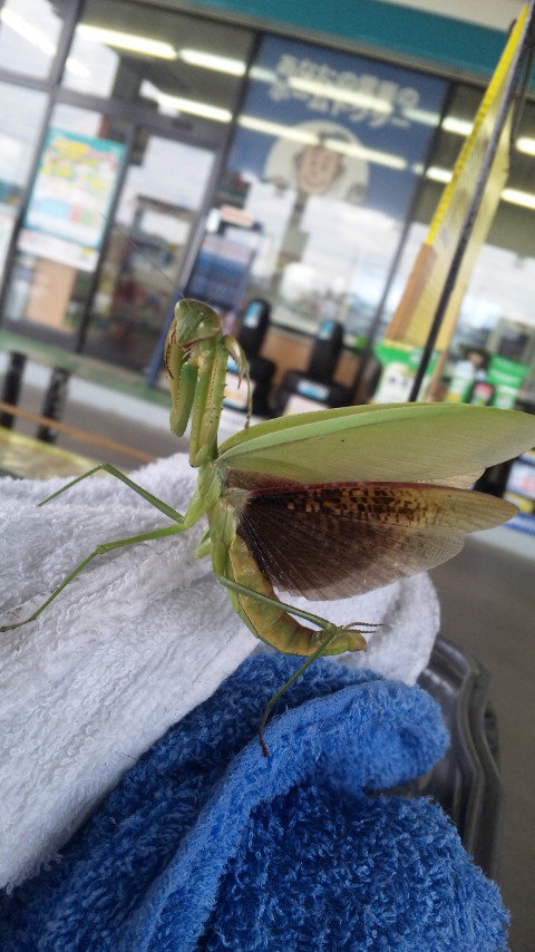 ������blog