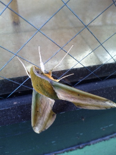 ������blog