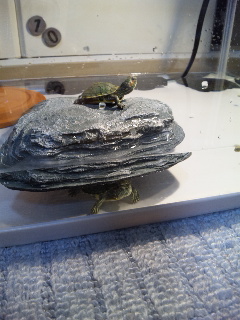 ������blog