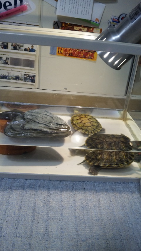 ������blog