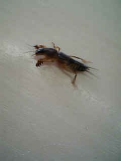 ������blog