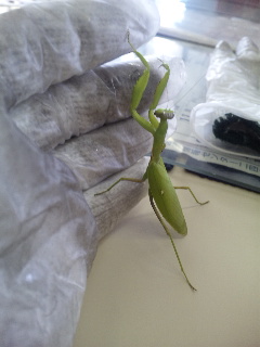 ������blog