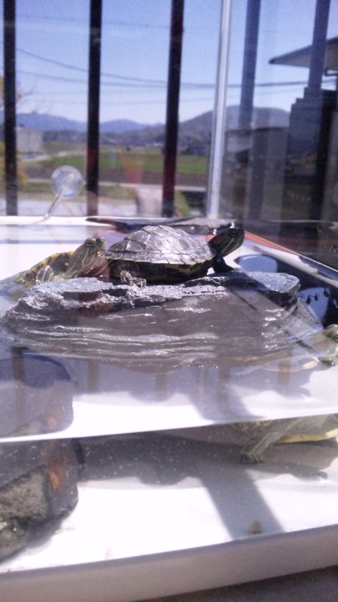 ������blog