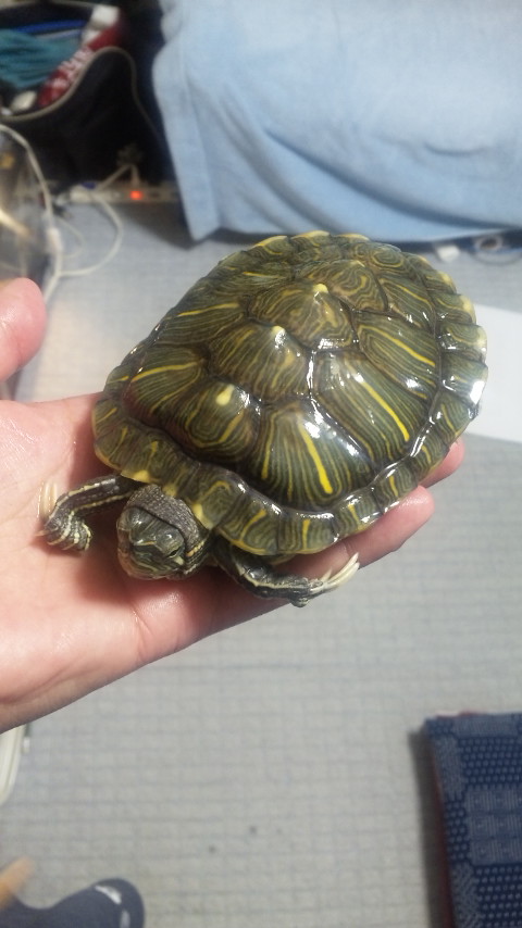 ������blog