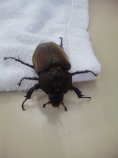 ������blog