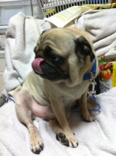 ������blog