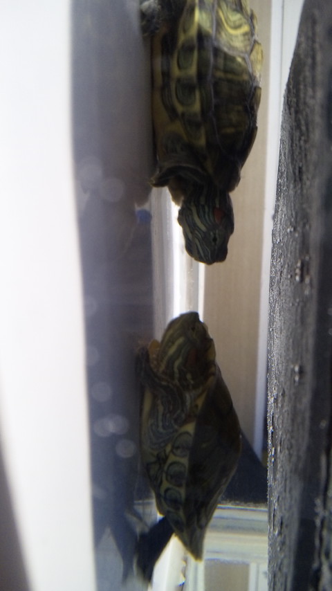 ������blog