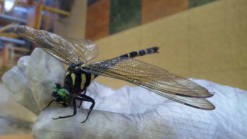 ������blog