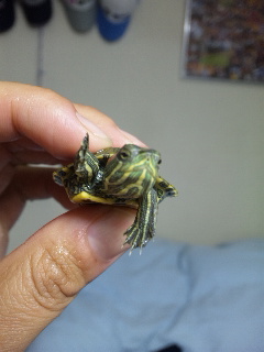 ������blog