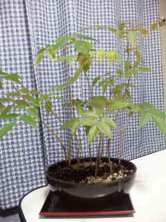 ������blog