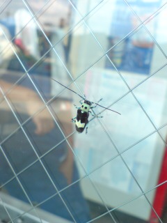 ������blog