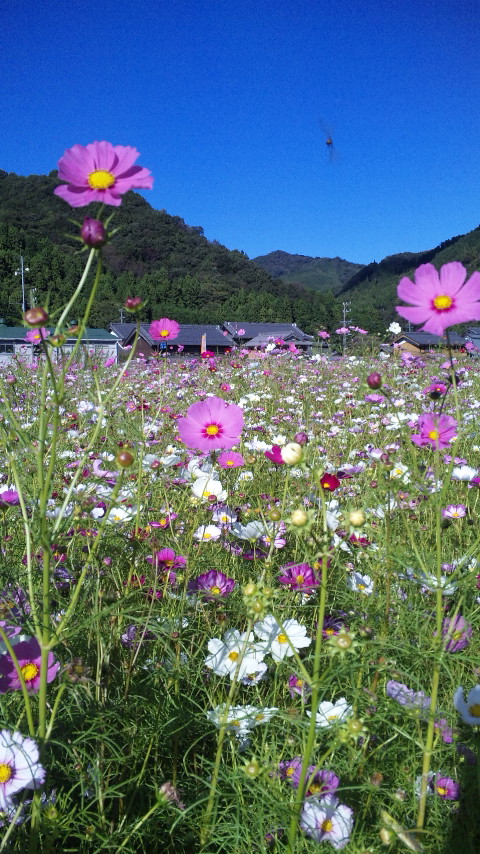 ������blog