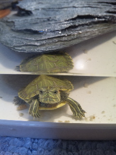 ������blog