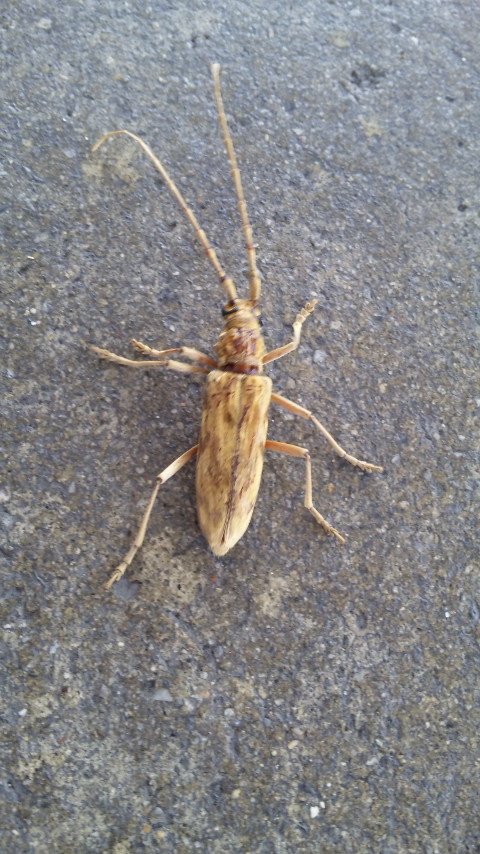 ������blog