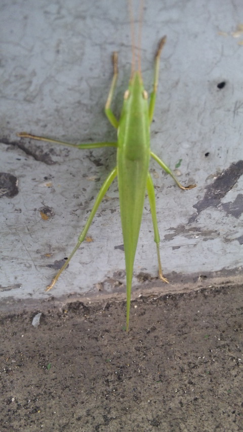 ������blog