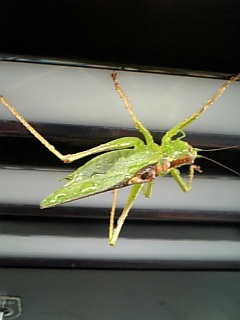 ������blog